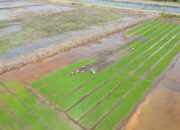 Pemkab Kolaka Dapat Kuota Cetak Sawah Baru 500 Hektare dari Kementerian Pertanian